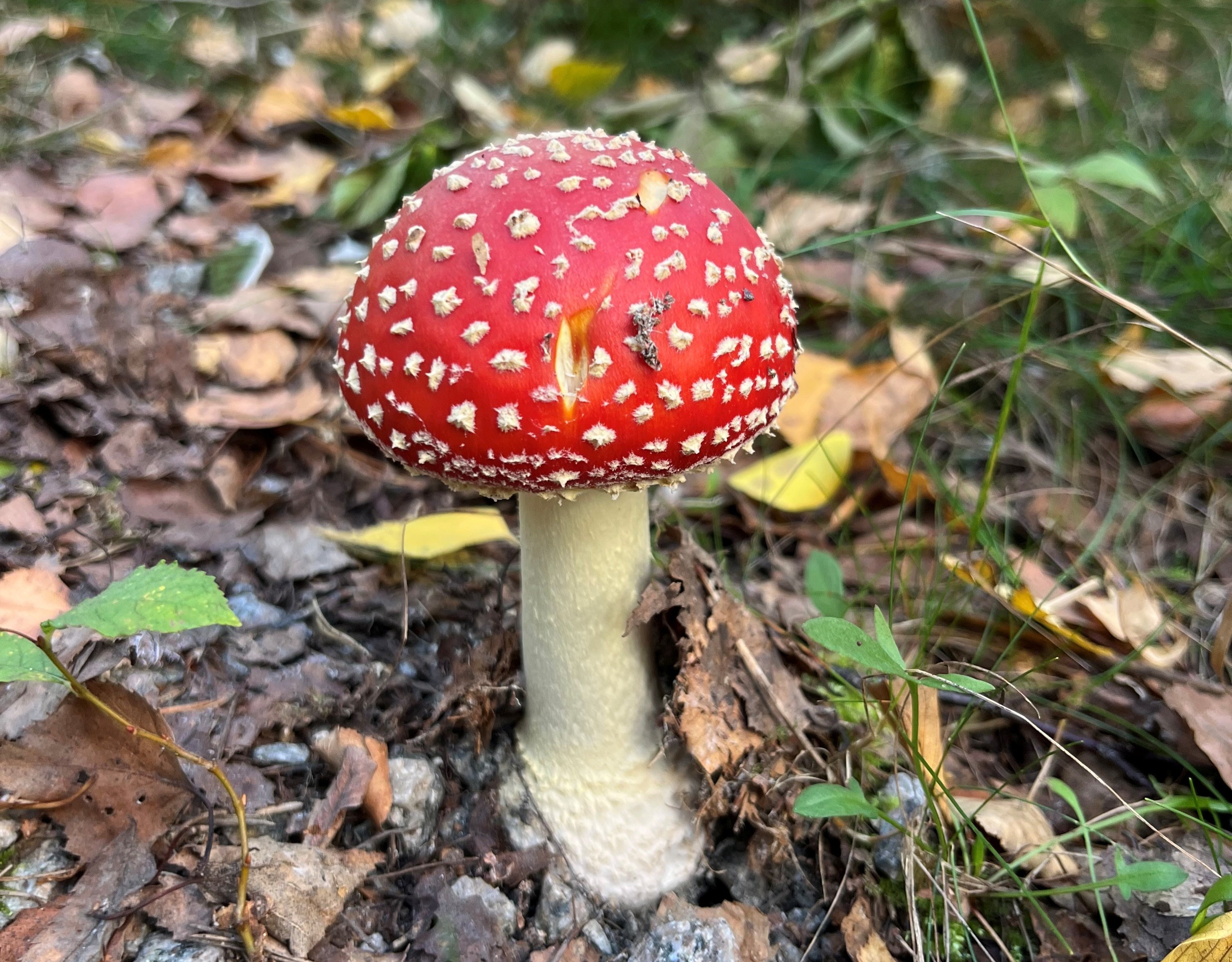 Nyhetsbrev Oktober